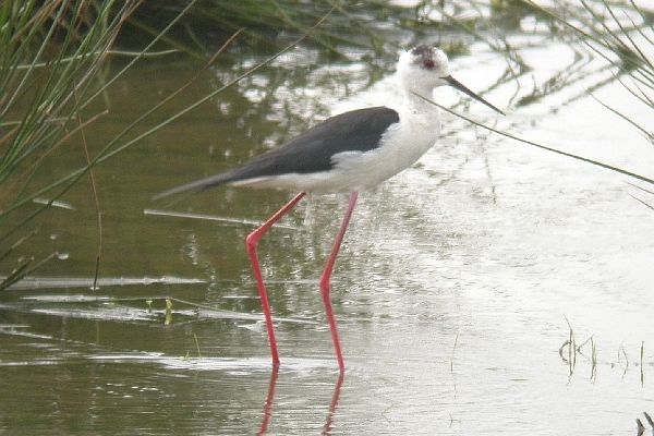 Black-winged Stilt