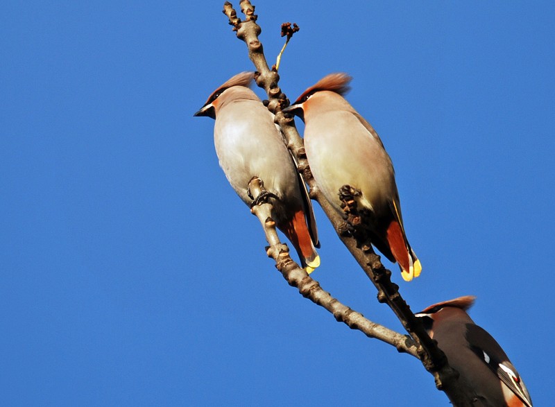 Waxwing