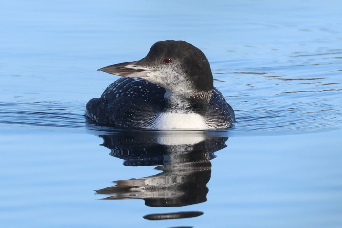 Great Northern Diver