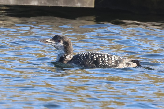 Great Northern Diver