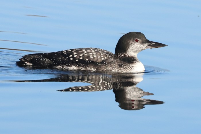 Great Northern Diver