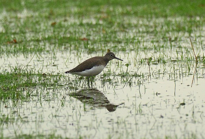 Green Sandpiper