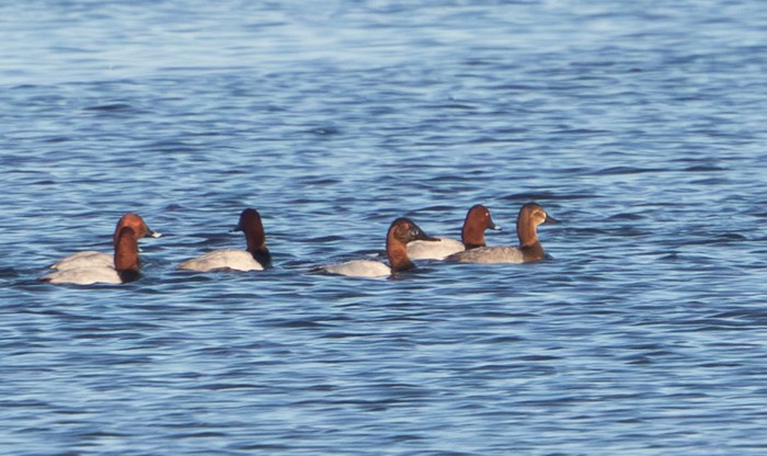 Canvasback