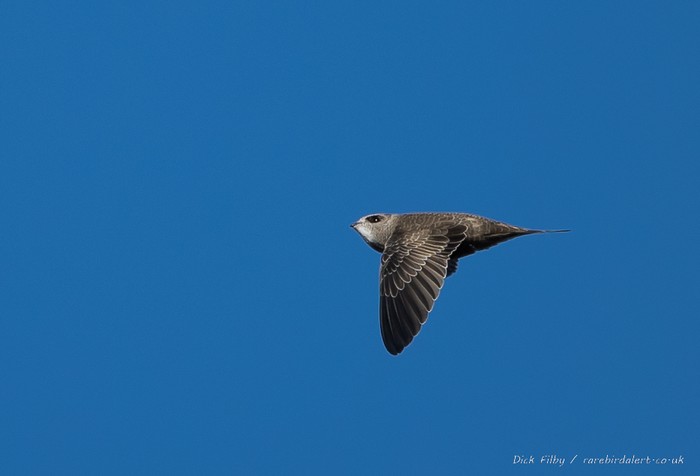 Pallid Swift