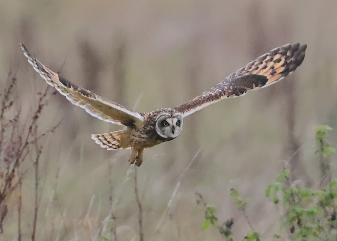 Short-eared Owl