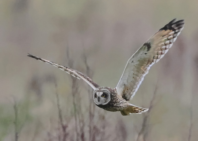 Short-eared Owl