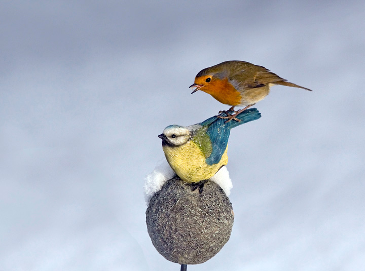 Robin