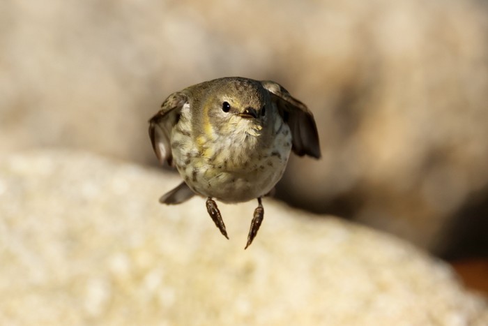 Cape May Warbler