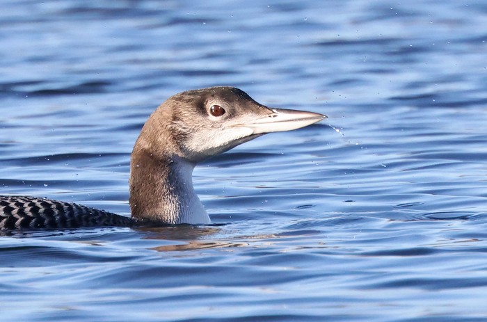 Great Northern Diver