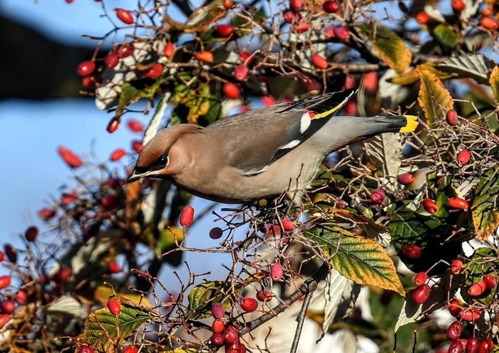 Waxwing