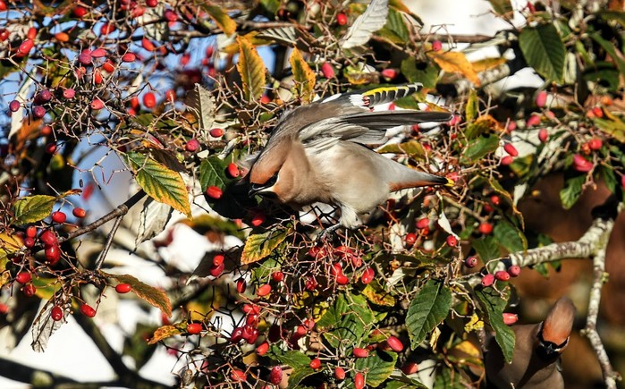 Waxwing