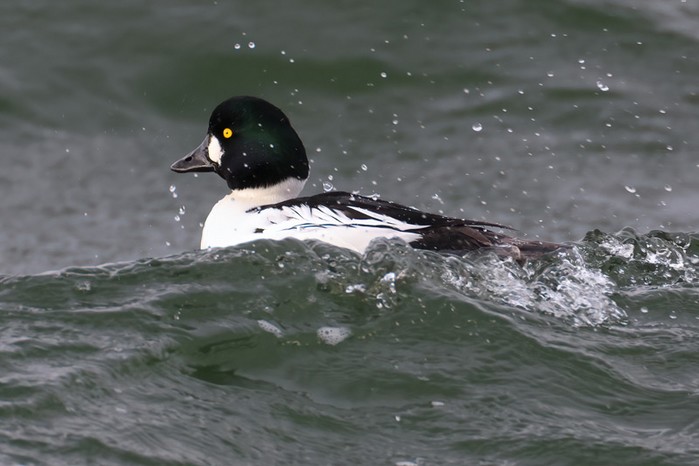 Goldeneye