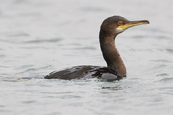 Shag