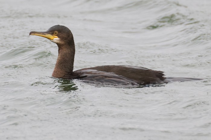 Shag