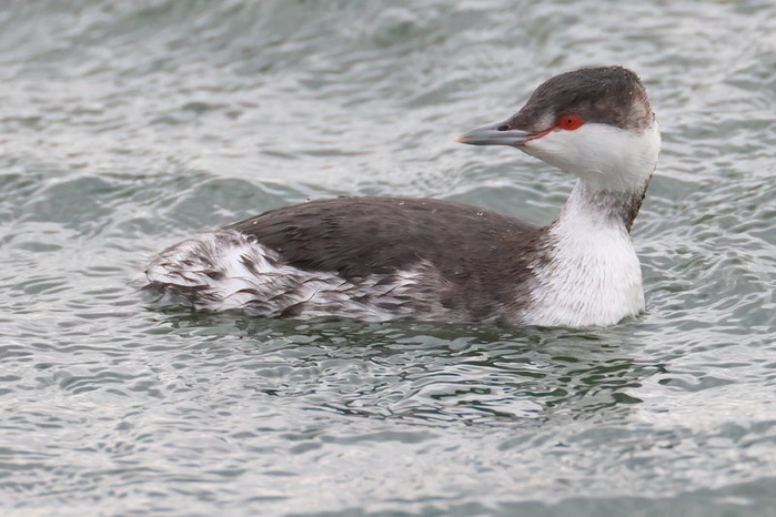 Slavonian Grebe