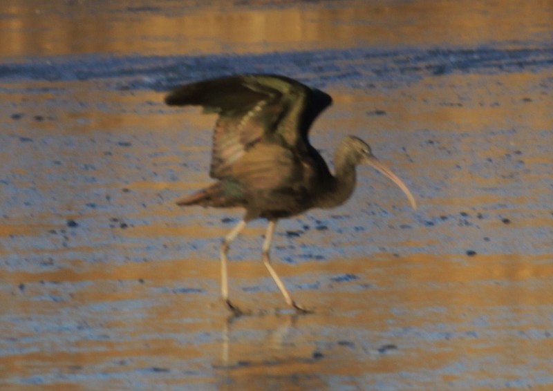 Glossy Ibis
