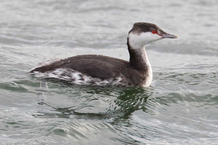 Slavonian Grebe