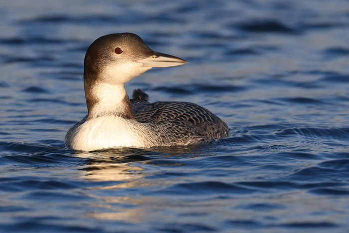 Great Northern Diver