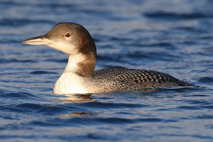 Great Northern Diver