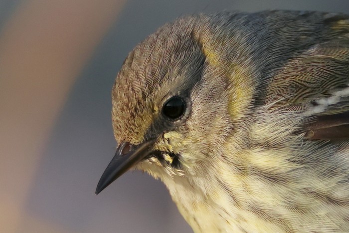 Cape May Warbler