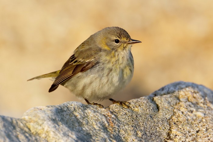 Cape May Warbler
