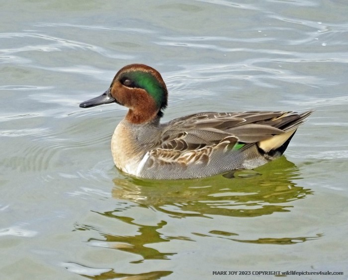 Green-winged Teal