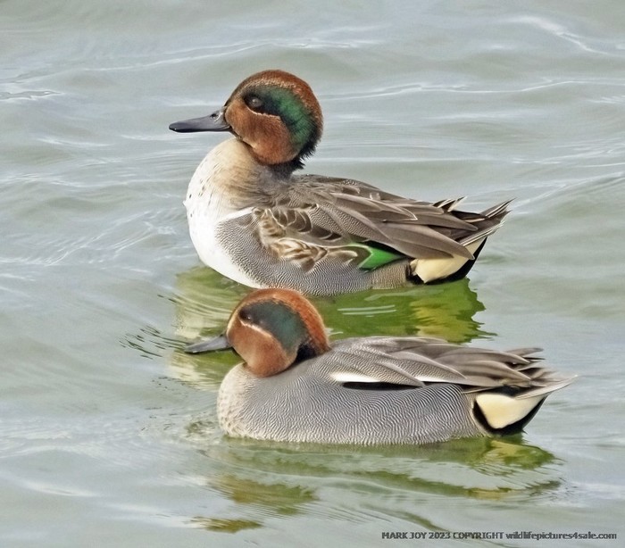 Green-winged Teal