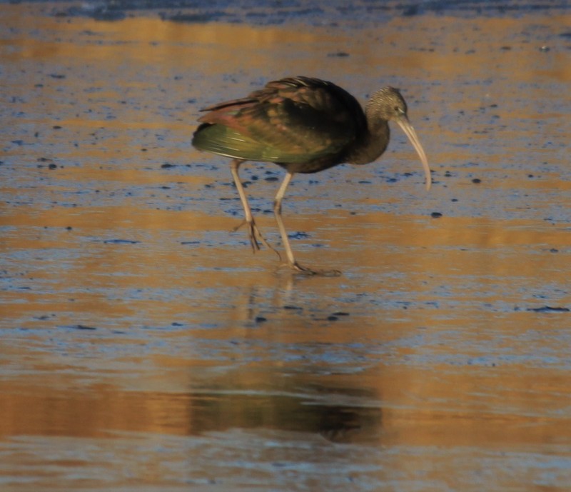Glossy Ibis