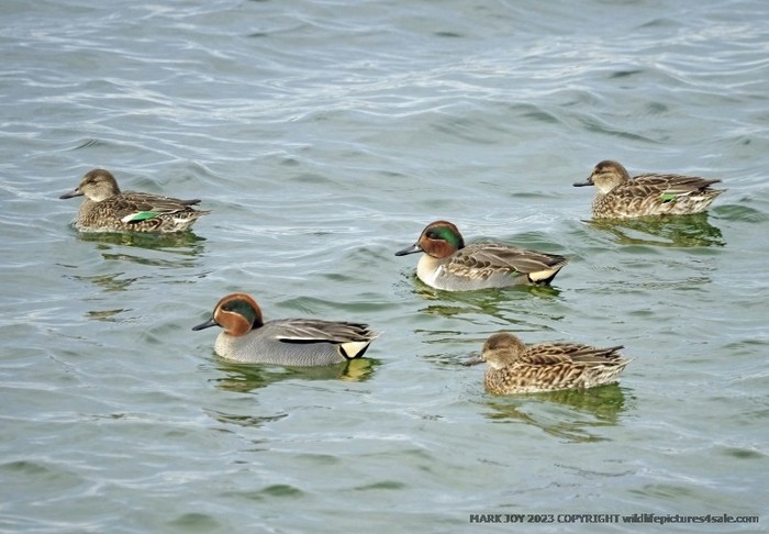Green-winged Teal