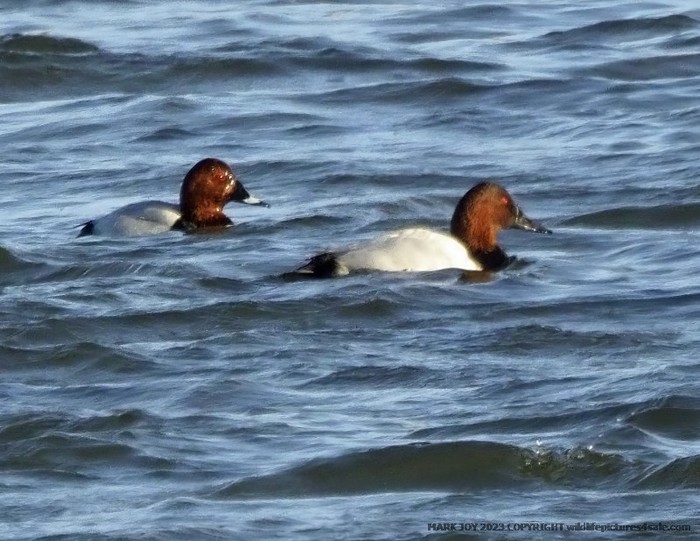 Canvasback