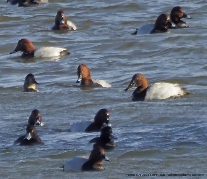 Canvasback