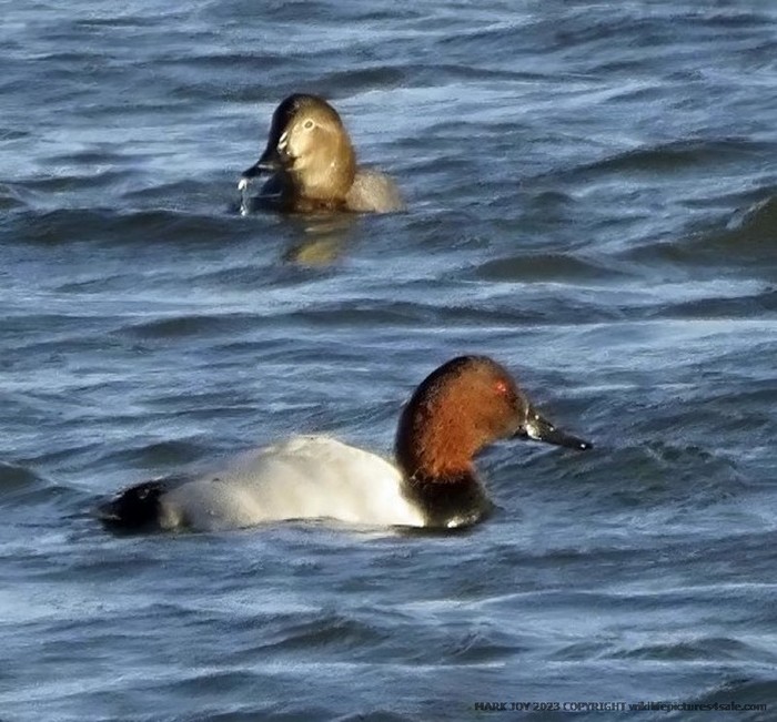 Canvasback