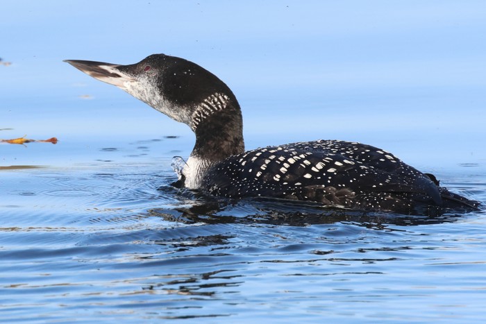 Great Northern Diver