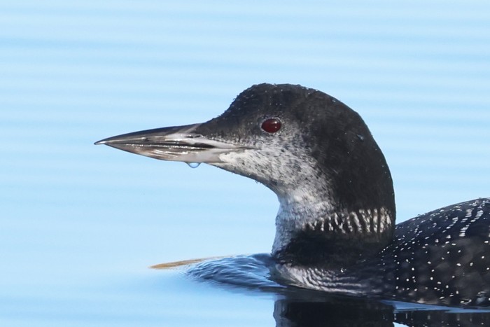 Great Northern Diver