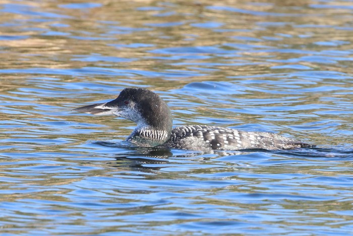 Great Northern Diver