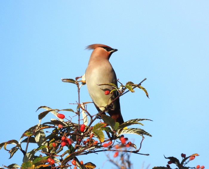 Waxwing
