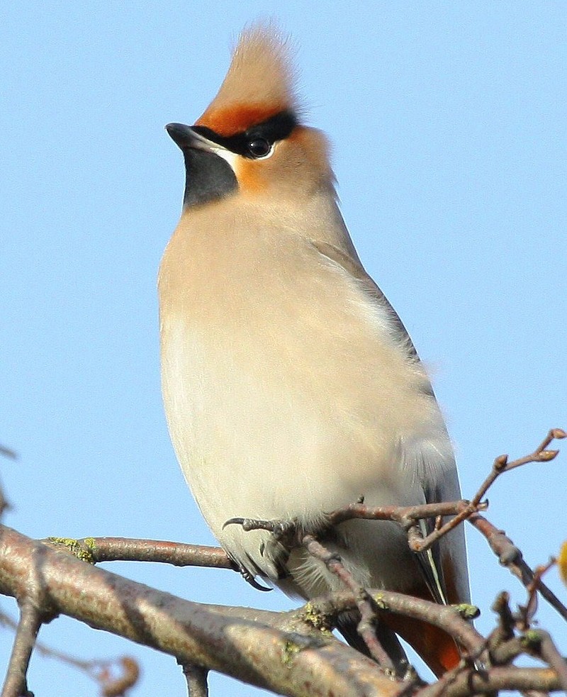 Waxwing