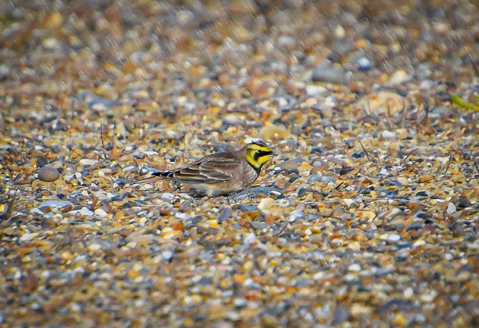 Shorelark