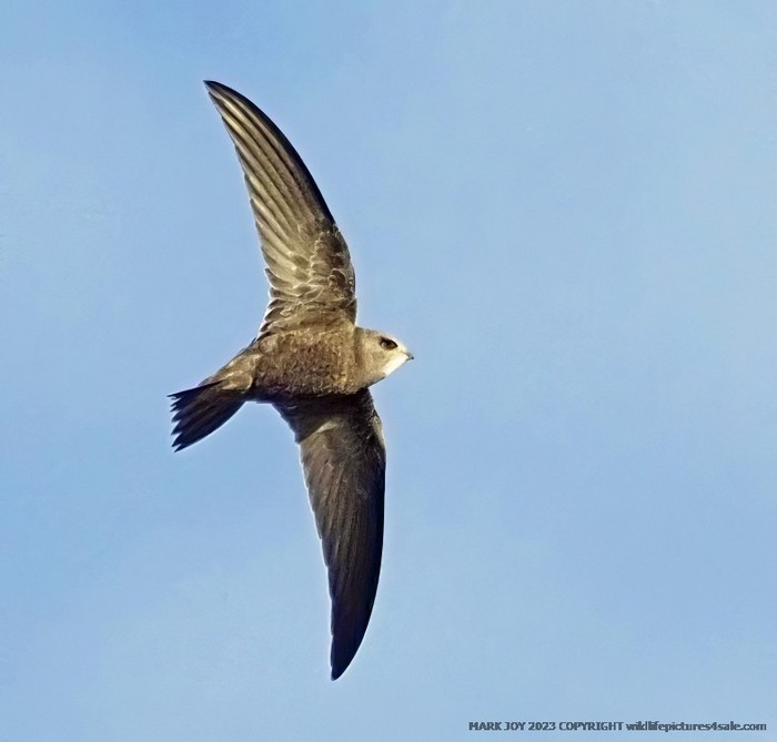 Pallid Swift