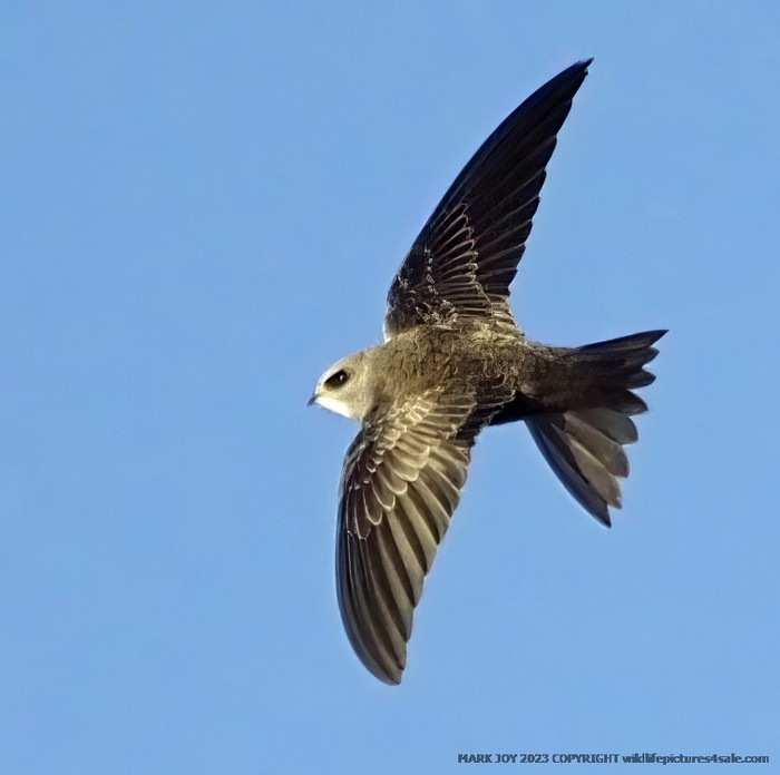 Pallid Swift