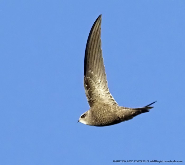 Pallid Swift