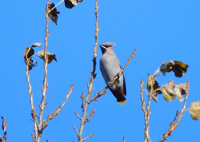 Waxwing
