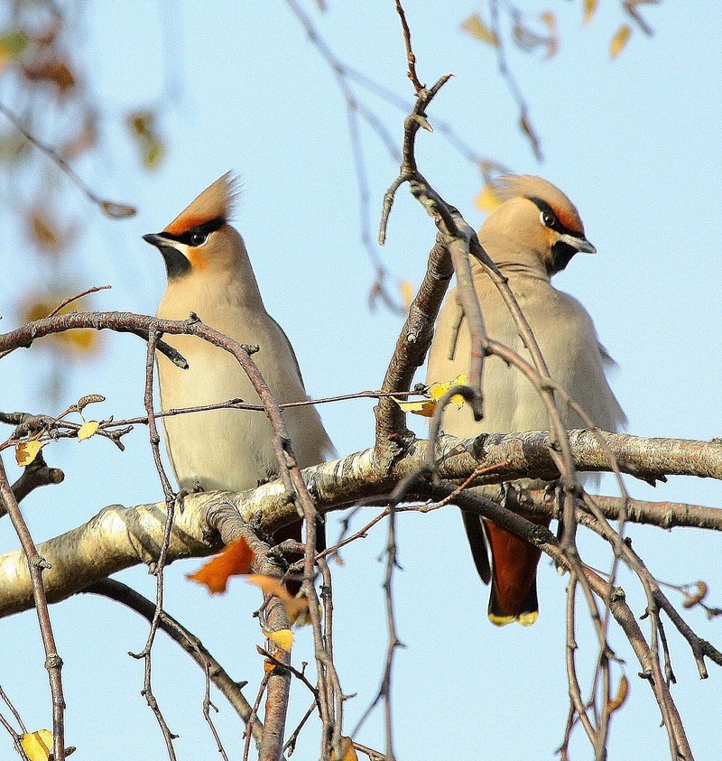 Waxwing