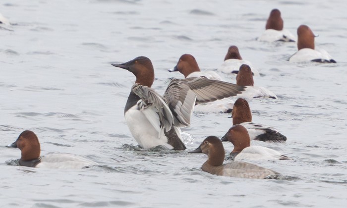 Canvasback