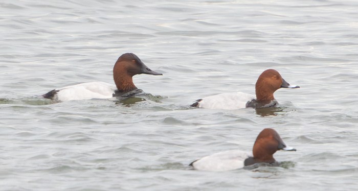 Canvasback