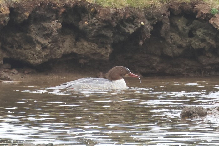 Goosander