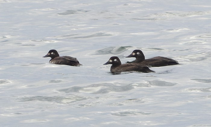 Velvet Scoter