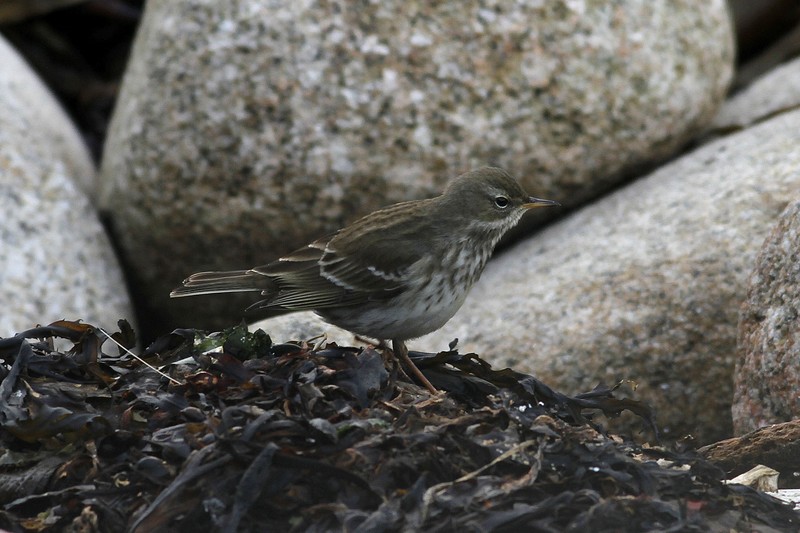 Water Pipit