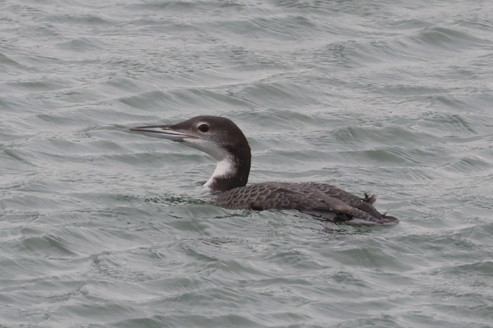 Great Northern Diver
