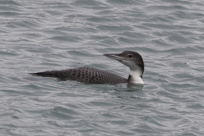 Great Northern Diver